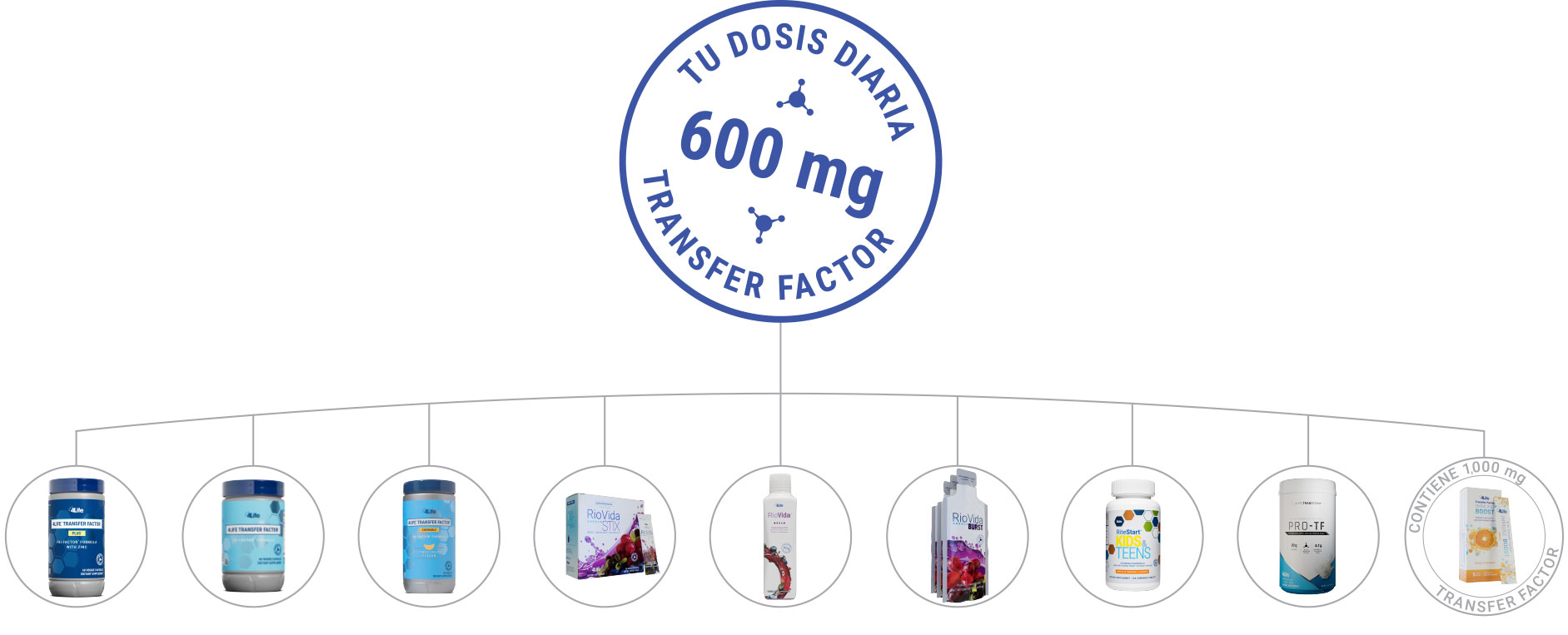 Web diagram with words "600 mg Daily Dose of Transfer Factor" at the top, linked to eight 4Life products arranged below.