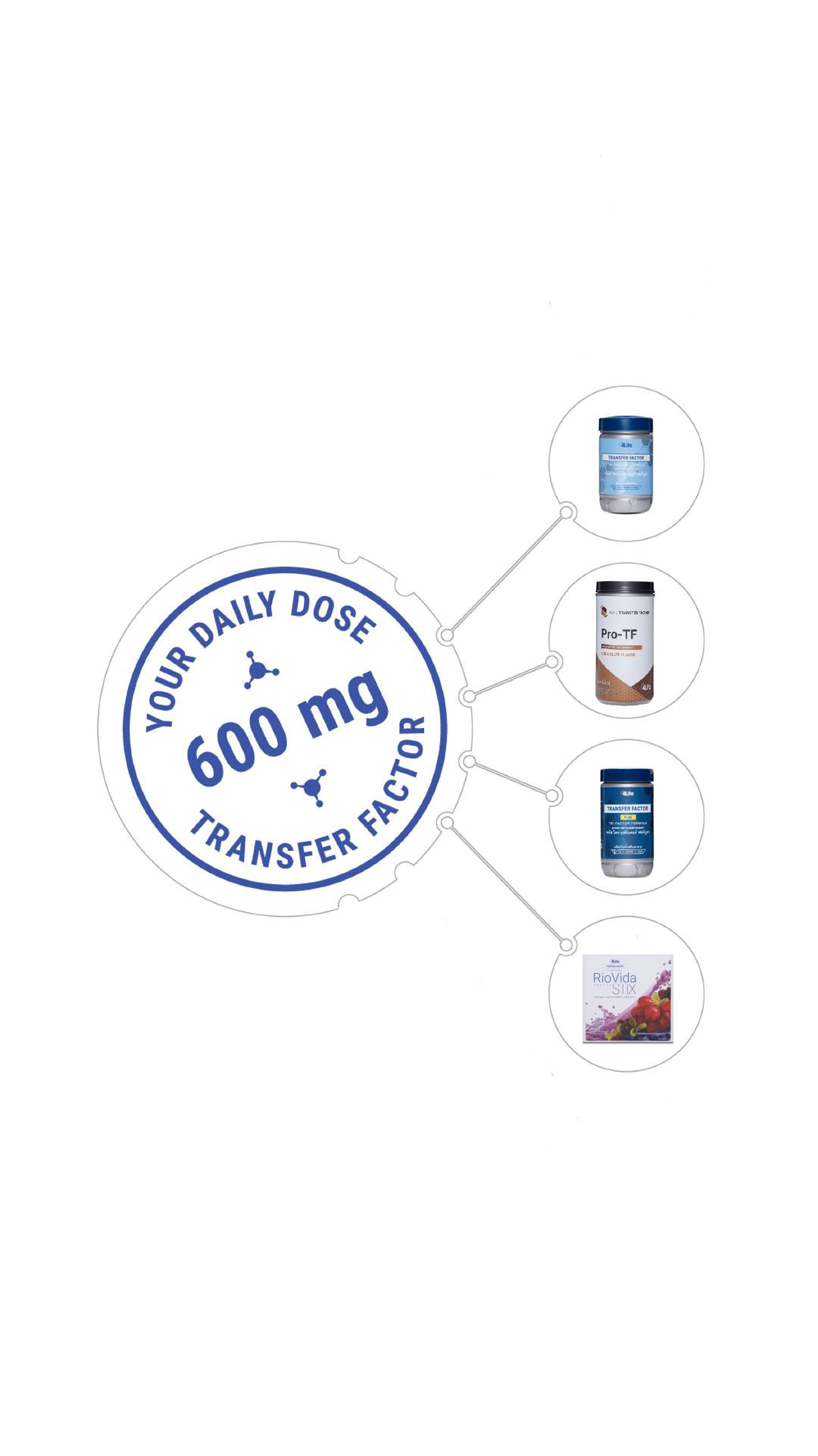 Web diagram with words "600 mg Daily Dose of Transfer Factor" at the top, linked to eight 4Life products arranged below.