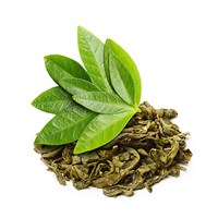 Dried and fresh Green Tea (Camellia sinensis) leaves, a natural source of caffeine, antioxidants, and phytochemicals.