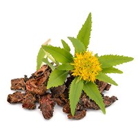 Rhodiola rosea with yellow flower, green leaves, and dried roots—an adaptogen known to boost energy and reduce mental fatigue