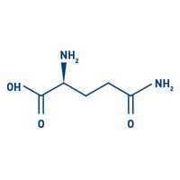 Diagram of L‑glutamine structure, showing its carboxyl, amine, and side‑chain groups essential for cellular function.