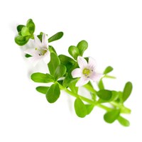 Small Bacopa monnieri plant with white flowers, known to support mental function, learning, and memory in healthy adults.