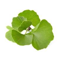 Cluster of green ginkgo leaves with a fan shape on a white background, valued for their cognitive benefits.