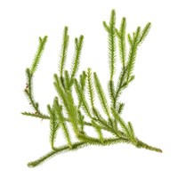 Green branch of Huperzia serrata, also called toothed clubmoss, known for supporting memory and learning.