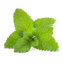 Bright green lemon balm leaves on a white background, known for supporting memory and promoting a positive mood.